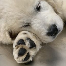 Golden Retriever Puppies from Rockinbfarms