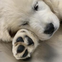 Golden Retriever Puppies from Rockinbfarms