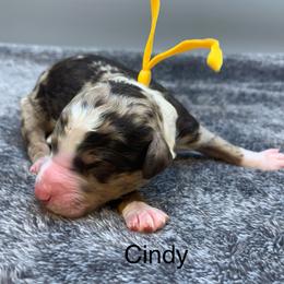 Cindy - Chocolate merle female Bernedoodle puppy in New Ringgold, Pennsylvania from Hawk Mountain Doodles