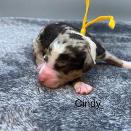 Cindy - Chocolate merle female Bernedoodle puppy in New Ringgold, Pennsylvania from Hawk Mountain Doodles