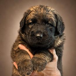 Girl 6395 - Reddish brown female Leonberger puppy in Brandywine, Maryland from QVR Labradors and Leonbergers