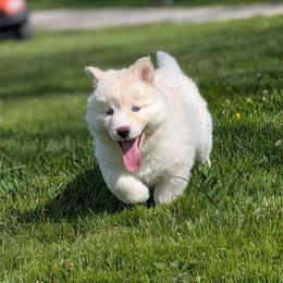 Poppy - White female Siberian Husky puppy in Coshocton, Ohio from Wyant Farms
