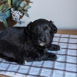Red collar - Fawn female Companion Cross puppy in Tom's Brook, Virginia from rising sun duck tollers