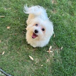 Hopper - White male Maltese puppy in Dallas, Texas from Dallas Darling Maltese