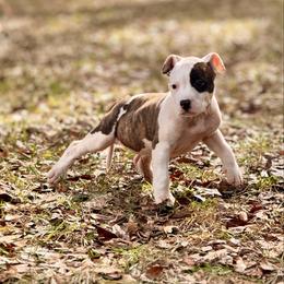 Female 1 - Brown brindle female American Staffordshire Terrier puppy in St. Augustine, Florida from LBK & Ancient City