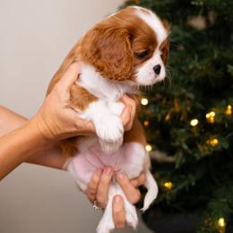 Cavalier King Charles Spaniel Puppies from Cane Creek Cavaliers