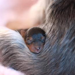 Yorkshire Terrier Puppies from Essence of Grace Yorkies