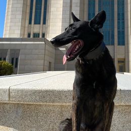 Belgian Malinois, Dutch Shepherds, and xDutch Shepherds from Raw Nature K9