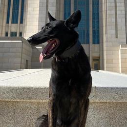 Belgian Malinois, Dutch Shepherds, and xDutch Shepherds from Raw Nature K9