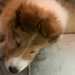 Collie Puppies from Whitehall Collies