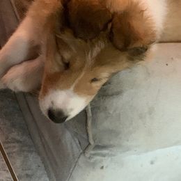 Collie Puppies from Whitehall Collies