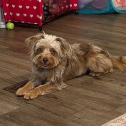 Milli - Aussiedoodle