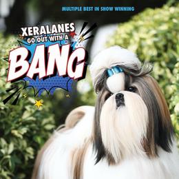 Bang - Shih Tzu