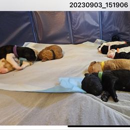 Poodle Puppies from Blue Moon Puppies