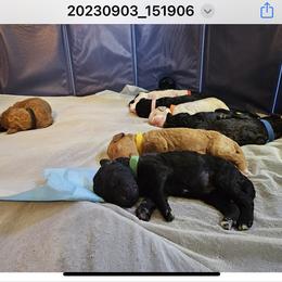 Poodle Puppies from Blue Moon Puppies