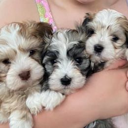 Havanese from Havanese Happiness
