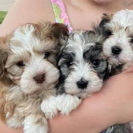 Havanese from Havanese Happiness