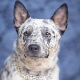 Saoirse - Australian Cattle Dog