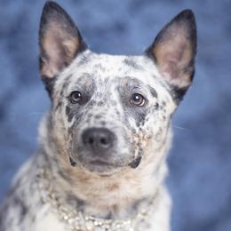 Saoirse - Australian Cattle Dog