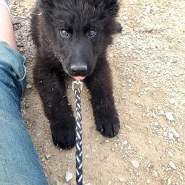 Orange Collar Male - Black male German Shepherd puppy in Cadet, Missouri from Working Valley Shepherds