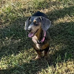 Kimber - Dachshund