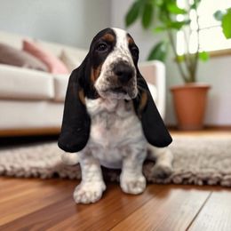 Marlo - Black brown and white female Basset Hound puppy in Pilot Mtn, North Carolina from Lowdown Love Basset Hounds