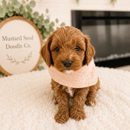 Mary - Red female Cavapoo puppy in Ephrata, Washington from Mustard Seed Doodle Co.