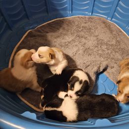 American Corgi Puppies from GC Farms Corgis