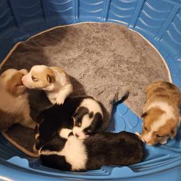American Corgi Puppies from GC Farms Corgis