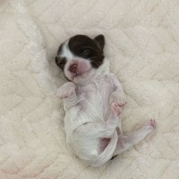 Girl 1 - Chocolate female Havanese puppy in Elkins, Arkansas from Havana Knights Havanese