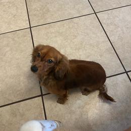 Ruby - Dachshund