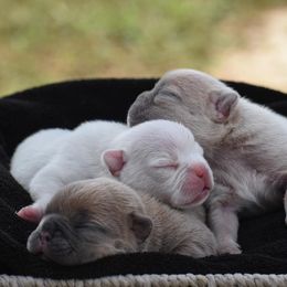 French Bulldog Puppies from ImAgem Frenchies