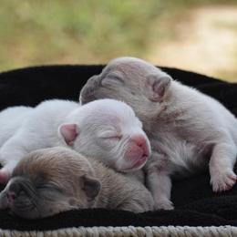 French Bulldog Puppies from ImAgem Frenchies