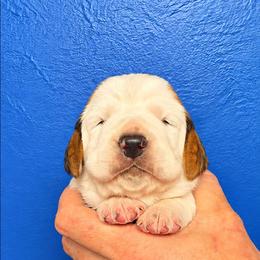 Snoopy - Mahogany and white female Basset Hound puppy in Bellaire, Ohio from Blessed Bassets