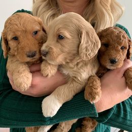 Goldendoodles from Timothy Way Doodles