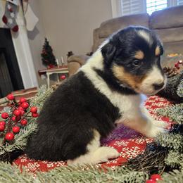 Blackie - Black white and tan male Collie puppy in Tennessee from Voneida Collies & Corgis