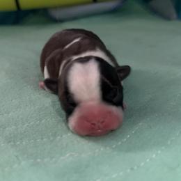 Girl 4 - Black and white female Boston Terrier puppy in Jupiter, Florida from CJM Boston and Boxer Puppies