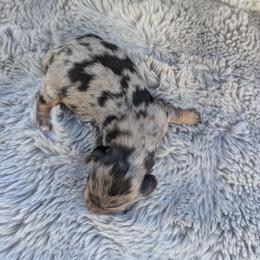 AKC Black and Tan Dapple Girl 1 - Dapple female Dachshund puppy in Choctaw, Oklahoma from TS Performance Horses & Dachshunds