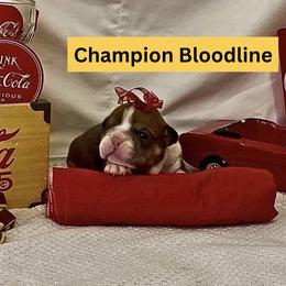 Sapphire - Blue tri-color female Bulldog puppy in Tremonton, Utah from Snuggle Pups