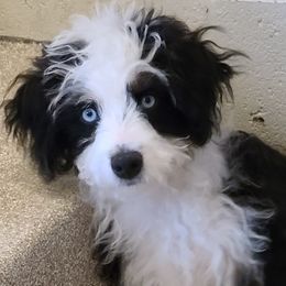 Aussiedoodle and Miniature American Shepherd Puppies from Rosewood Companions