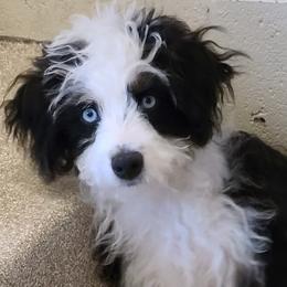 Aussiedoodle and Miniature American Shepherd Puppies from Rosewood Companions
