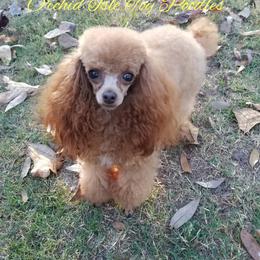 Ruby - Poodle