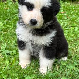 Panda female 3 - Panda female German Shepherd puppy in Lordstown, Ohio from Jewels German Shepherd