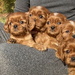 Cavalier King Charles Spaniels from Catalpa Cavaliers