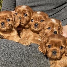 Cavalier King Charles Spaniels from Catalpa Cavaliers
