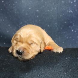Clover orange collar - Dark golden male Golden Retriever puppy in Great Falls, Montana from VS Golden Fields