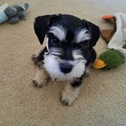 Miniature Schnauzer Puppies from Caesars Creek Miniature Schnauzers