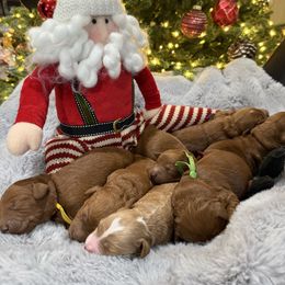 Purple - Red  female Goldendoodle puppy in Southampton, Pennsylvania from Pumpkin Patch Doodles