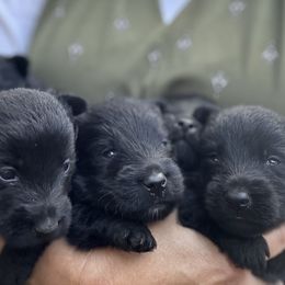 Scottish Terrier and Toy Australian Shepherd Puppies from Pecan Creek