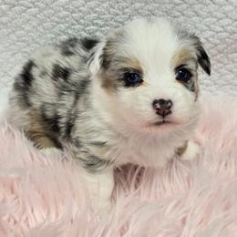 HALO - Blue merle and white male American Corgi puppy in Walker, Iowa from Double K Corgis